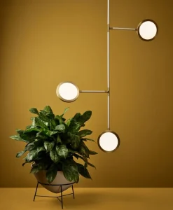 Discus Vine 3